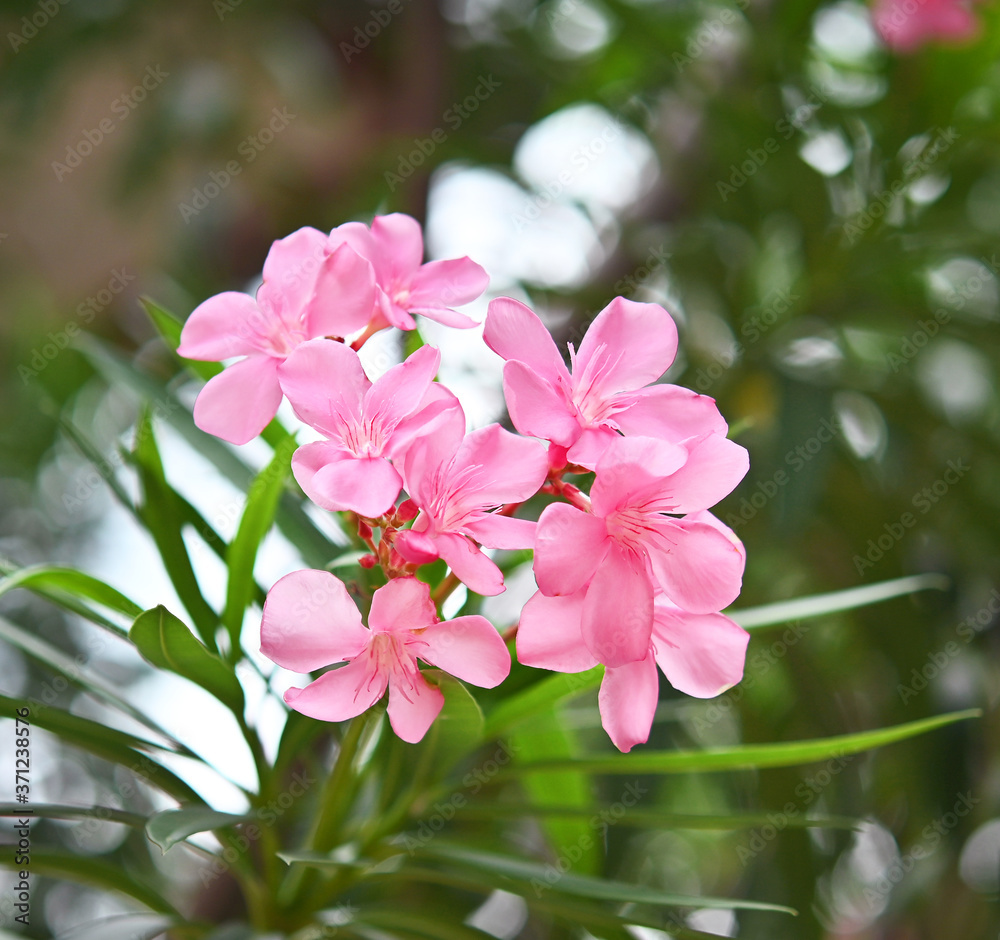 Fototapeta premium Close up view pink oleander or Nerium flower blossoming on tree. Beautiful flower in garden.