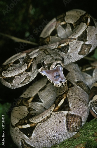 Boa Constrictor, boa constrictor, Adult with open Mouth, Defensive Posture