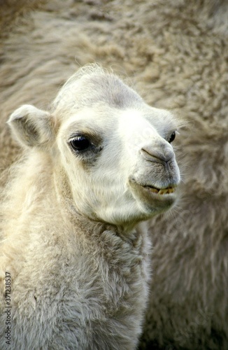 Dromedary Camel, camelus dromedarius, Portrait of Young © slowmotiongli