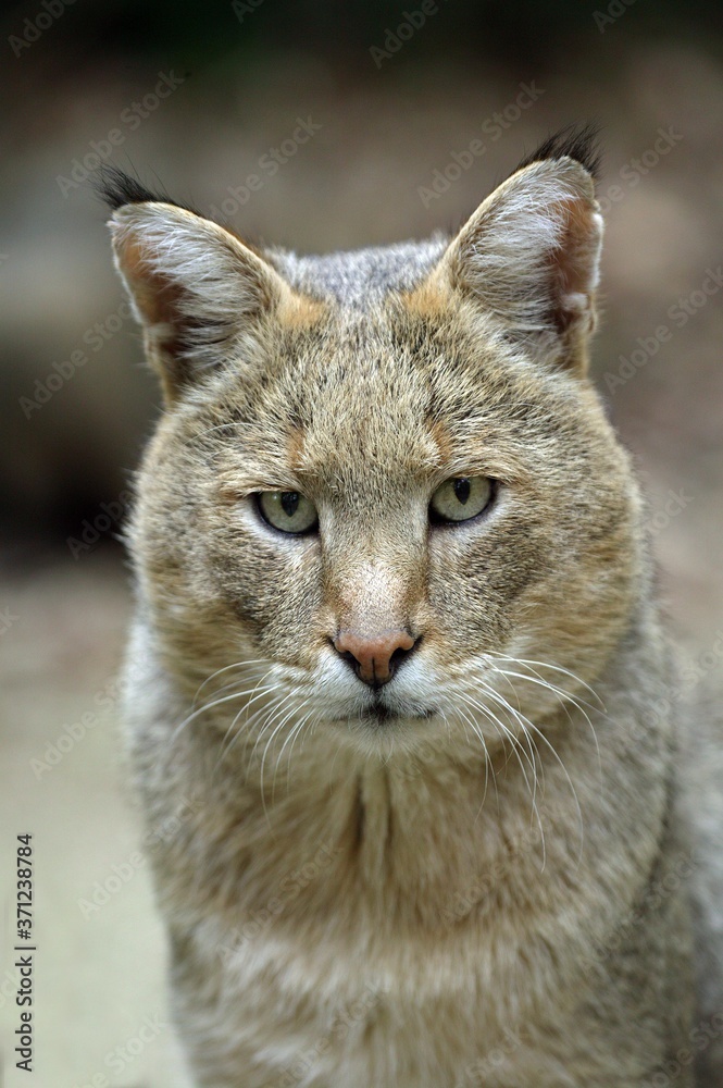 Jungle Cat, felis chaus, Portrait of Adult Jungle Cat, felis chaus, Portrait of Adult