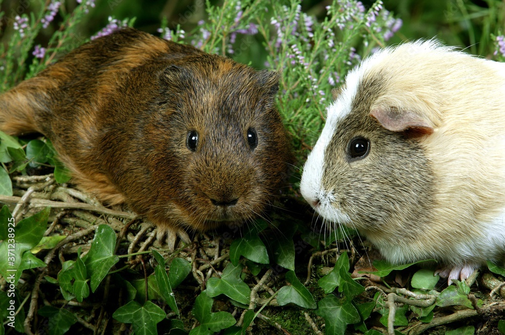 Guinea Pig, cavia porcellus, Adults standing in Heaters Guinea Pig, cavia porcellus, Adults standing in Heaters