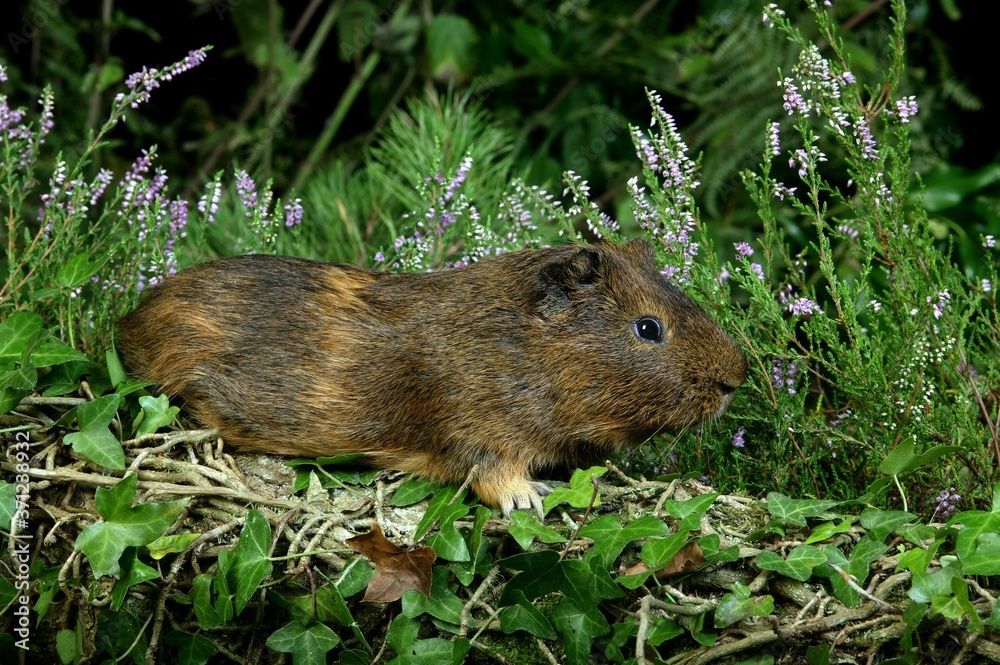 Guinea Pig, cavia porcellus, Adult standing in Heaters Guinea Pig, cavia porcellus, Adult standing in Heaters