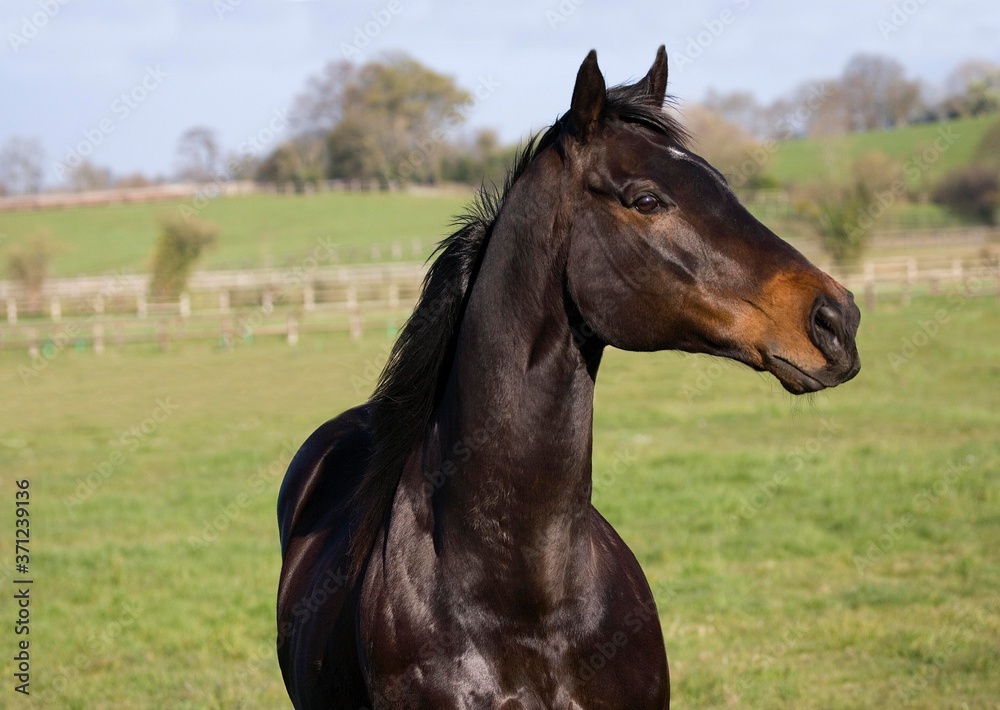 English Thoroughbred standing in Paddock
