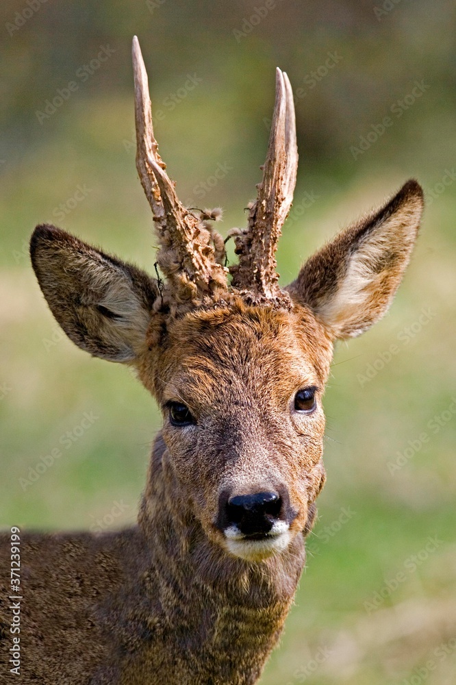 Roe Deer, capreolus capreolus, Portrait of Male, Normandy Roe Deer, capreolus capreolus, Portrait of Male, Normandy