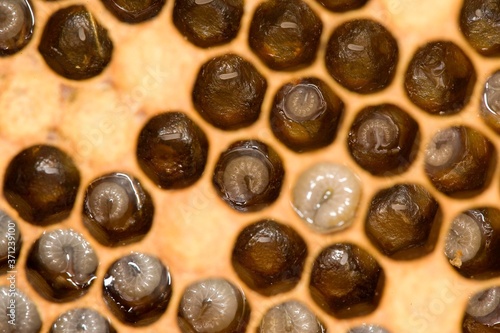 Honey Bee, apis mellifera, Larvae on Brood Comb, Bee Hive in Normandy
