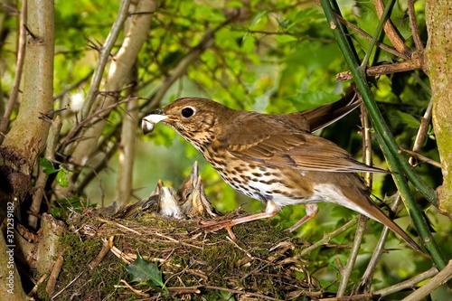 Song Thrush, turdus philomelos, Adult removing Fecal Sac from Nest, Normandy photo