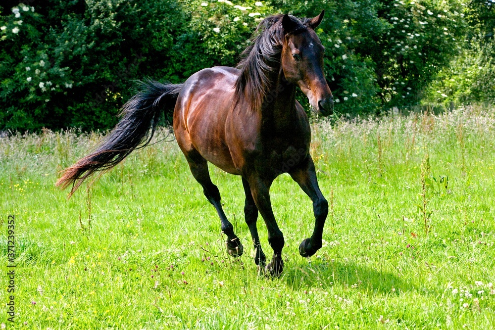English Thoroughbred standing, Galloping through meadow English Thoroughbred standing, Galloping through meadow