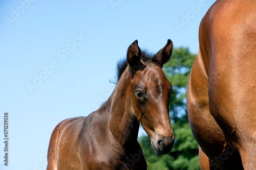 French Trotter  Mare with Foal  Normandy