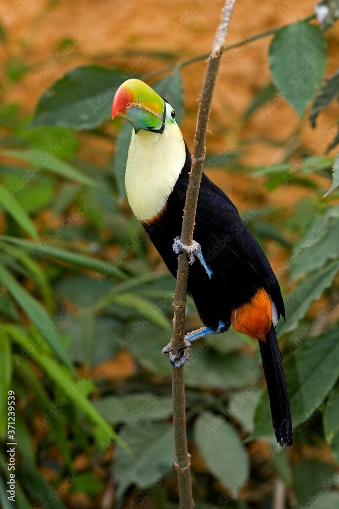 Fototapeta premium Keel-Billed Toucan, ramphastos sulfuratus, Adult standing on Branch, Costa Rica