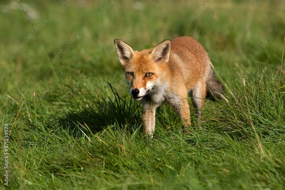 Obraz premium Red Fox, vulpes vulpes, Adult standing on Grass, Normandy