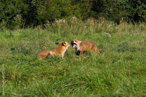 Red Fox, vulpes vulpes, Adults Fighting, Normandy