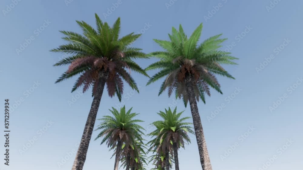 Alley of palm trees Summer tropical leaf. Summer nature landscape. Paradise nature. Outdoor landscape. 4k Alley of palm trees Summer tropical leaf. Summer nature landscape. Paradise nature. Outdoor landscape. 4k