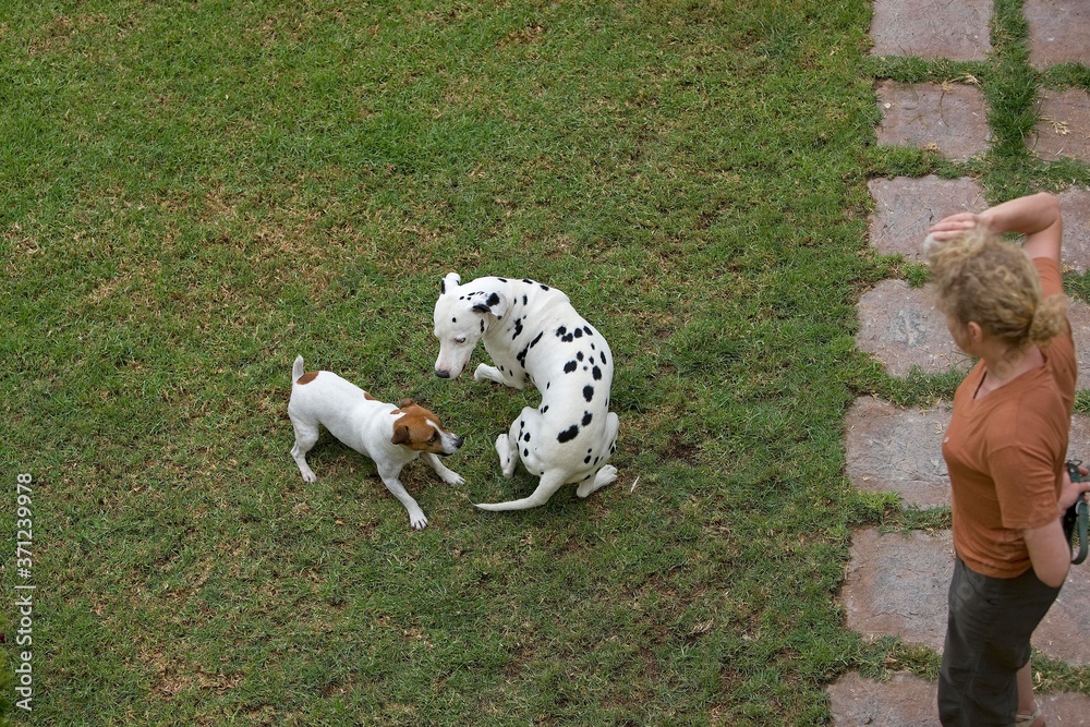 Jack Russell Terrier and Dalmatian, Dogs playing on Lawn with Woman, Namibia Jack Russell Terrier and Dalmatian, Dogs playing on Lawn with Woman, Namibia