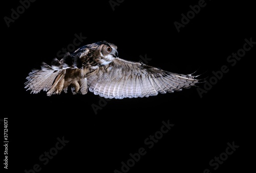 Fototapeta Naklejka Na Ścianę i Meble -  European Eagle Owl, bubo bubo, Adult in Flight against Black Background