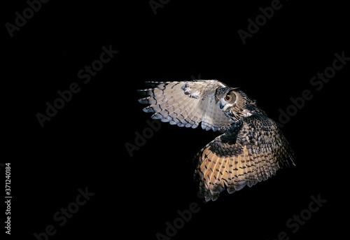 European Eagle Owl, bubo bubo, Adult in Flight against Black Background