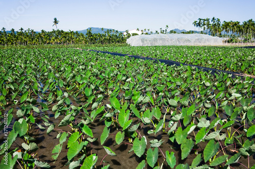 Taro grows on the taro farm in Taiwan.