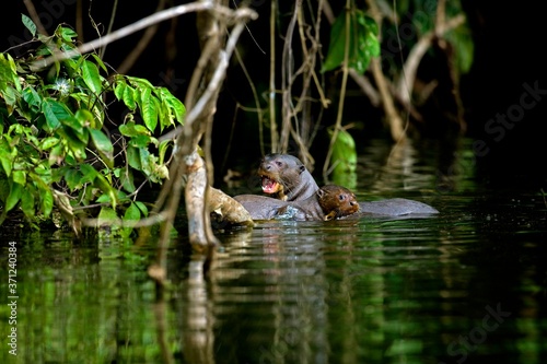 Giant Otter  pteronura brasiliensis  Mother with Pup in The Madre De Dios River  Manu Reserve in Peru