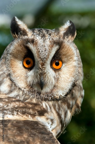 Long-eared Owl, asio otus, Portrait of Adult © slowmotiongli