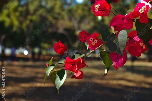 Zweige und Blüten einer roten Bougainvillea photo