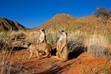 Meerkat, suricata suricatta, Adults standing at Den Entrance, Namibia