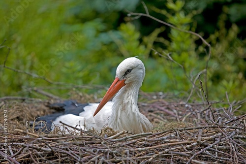 White Stork, ciconia ciconia, Adult at Nest, Normandy