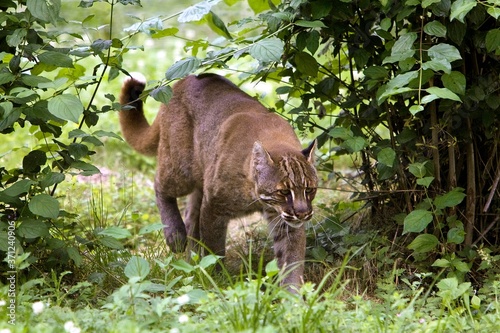 Asian Golden Cat or Temmink s Cat  catopuma temmincki  Adult standing in Long Grass