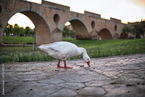 Patos y Gansos