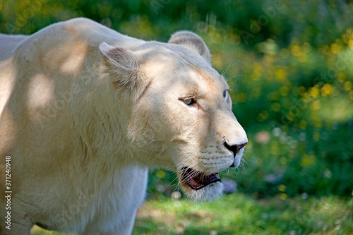 White Lion, panthera leo krugensis, Portrait of Female photo