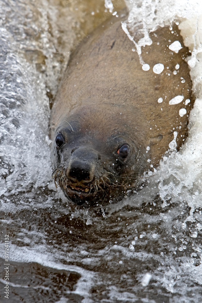 Obraz premium South African Fur Seal, arctocephalus pusillus, Female playing in Waves, Cape Cross in Namibia
