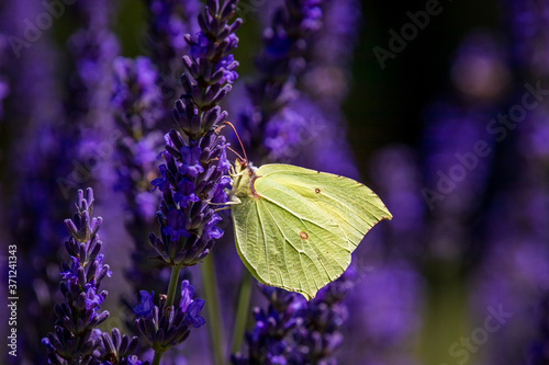 Tableau sur toile A Common brimstone butterfly