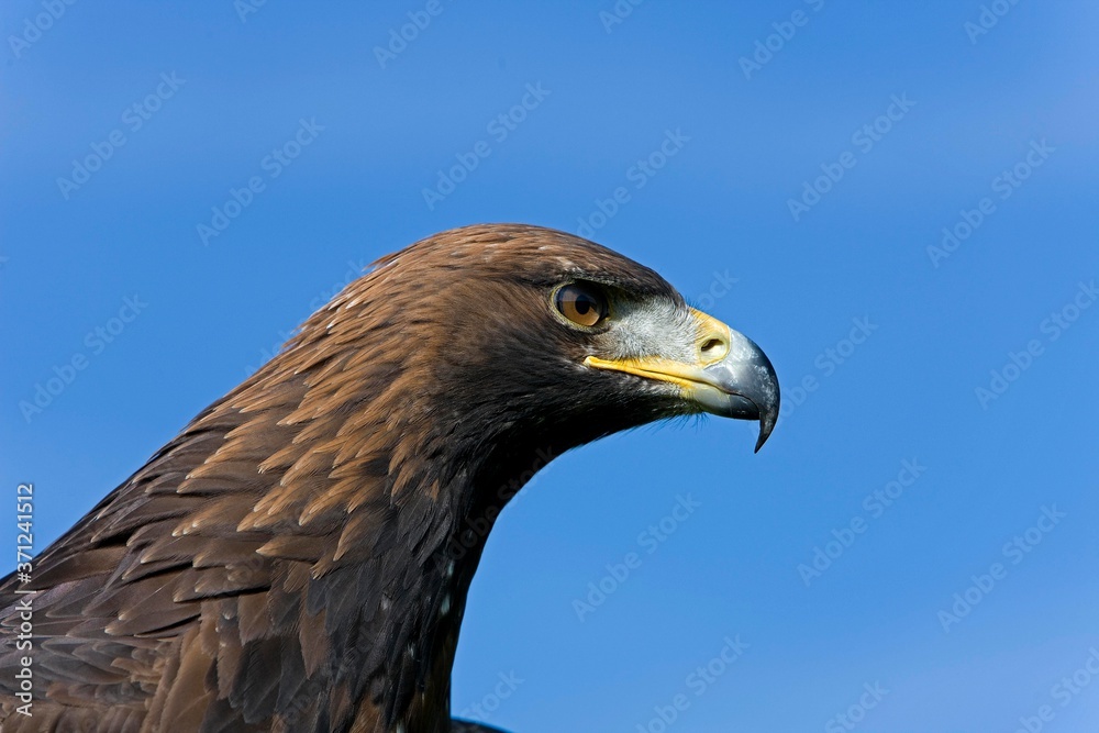 Golden Eagle, aquila chrysaetos, Portrait of Adult Golden Eagle, aquila chrysaetos, Portrait of Adult