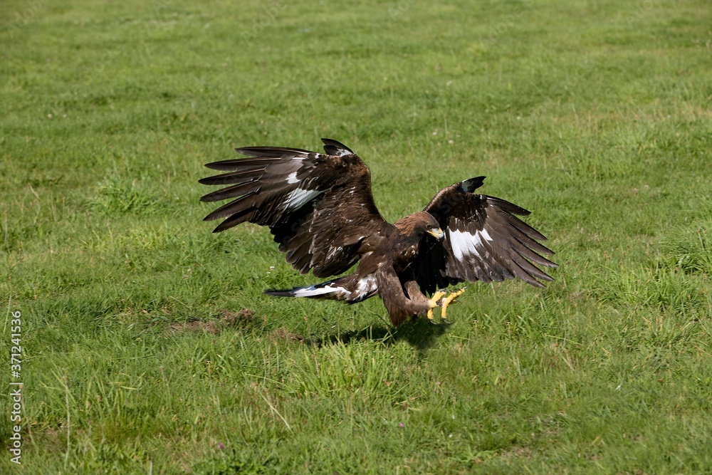 Golden Eagle, aquila chrysaetos, Adult in Flight, Ready to Catch Prey Golden Eagle, aquila chrysaetos, Adult in Flight, Ready to Catch Prey