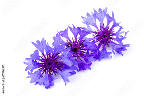 Blue cornflowers  summer flowers on white background  floral background  beautiful small cornflowers close up