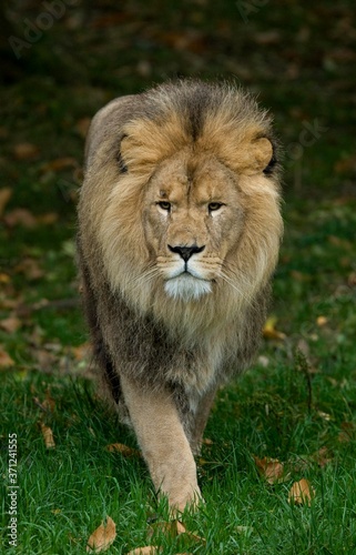 African Lion  panthera leo  Male standing on Grass