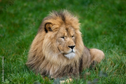 Fototapeta Naklejka Na Ścianę i Meble -  African Lion, panthera leo, Male laying on Grass