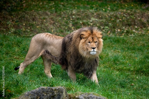 Fototapeta Naklejka Na Ścianę i Meble -  African Lion, panthera leo, Male standing on Grass
