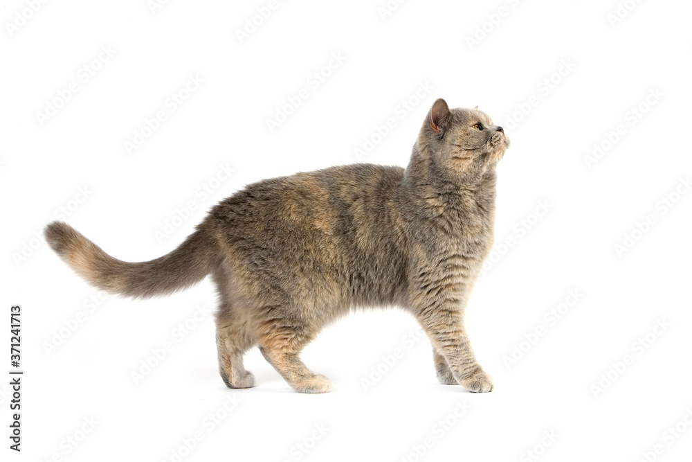 Blue Cream British Shorthair Domestic Cat, Female standing against White Background Blue Cream British Shorthair Domestic Cat, Female standing against White Background