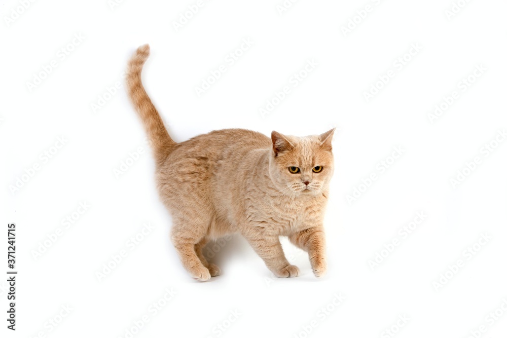 Cream British Shorthair Domestic Cat, Female standing against White Background Cream British Shorthair Domestic Cat, Female standing against White Background