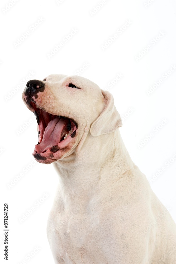 Argentinian Mastiff Dog, Female Yawning against White Background