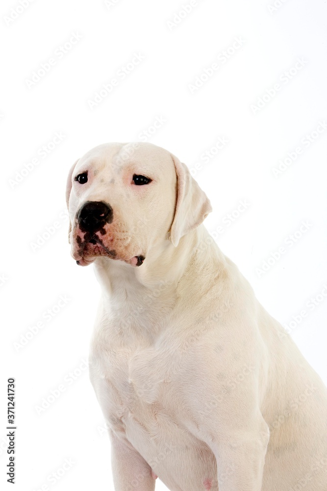 Argentinian Mastiff Dog, Female against White Background
