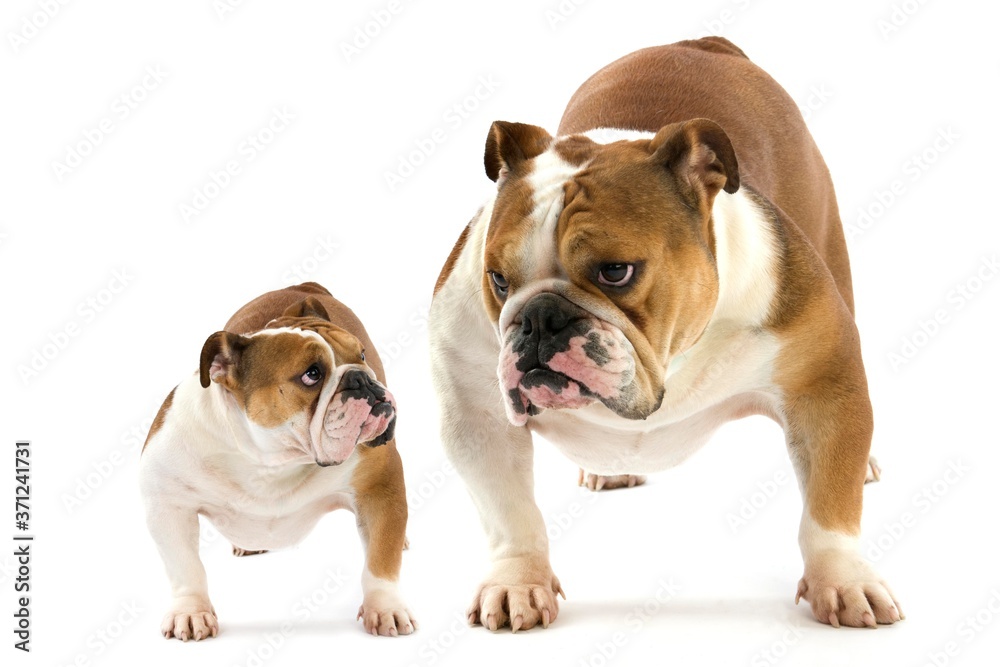 English Bulldog, Females against White Background English Bulldog, Females against White Background