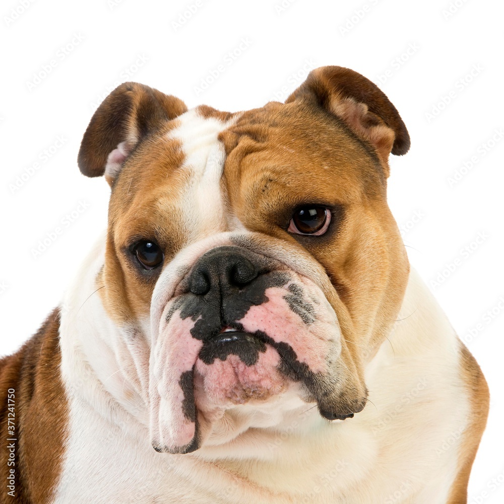 Obraz premium English Bulldog, Portrait of Female against White Background