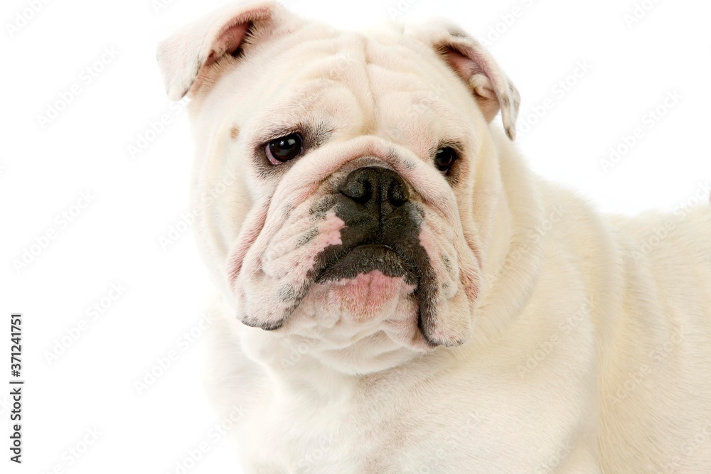 English Bulldog, Portrait of Female against White Background