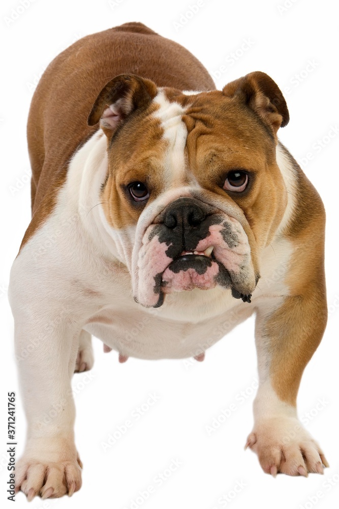 English Bulldog, Female against White Background English Bulldog, Female against White Background