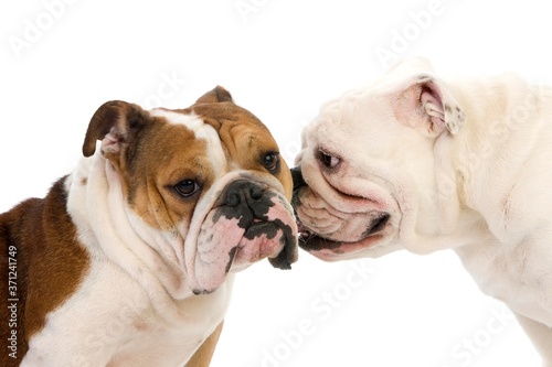 English Bulldog, Females against White Background