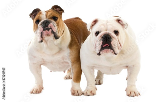English Bulldog, Females against White Background © slowmotiongli