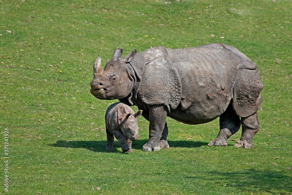Obraz premium Indian Rhinoceros, rhinoceros unicornis, Mother with Calf