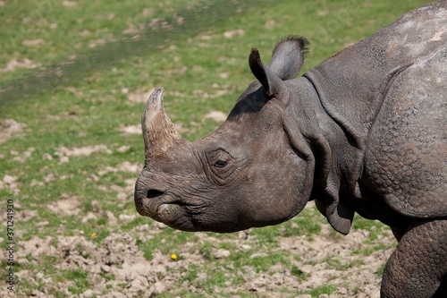 Indian Rhinoceros, rhinoceros unicornis, Portrait of Female © slowmotiongli