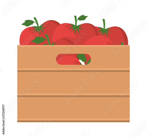 tomatoes inside box design, Vegetable organic food healthy fresh natural and market theme Vector illustration