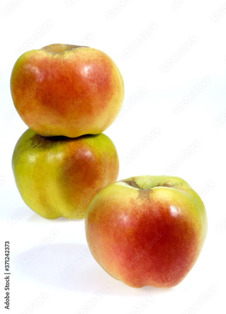 Calville Apple, malus domestica, Fruits against White Background Calville Apple, malus domestica, Fruits against White Background